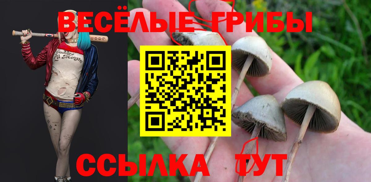 Мичуринск  Псилоцибиновые грибы ЛСД  Вход с VPN 